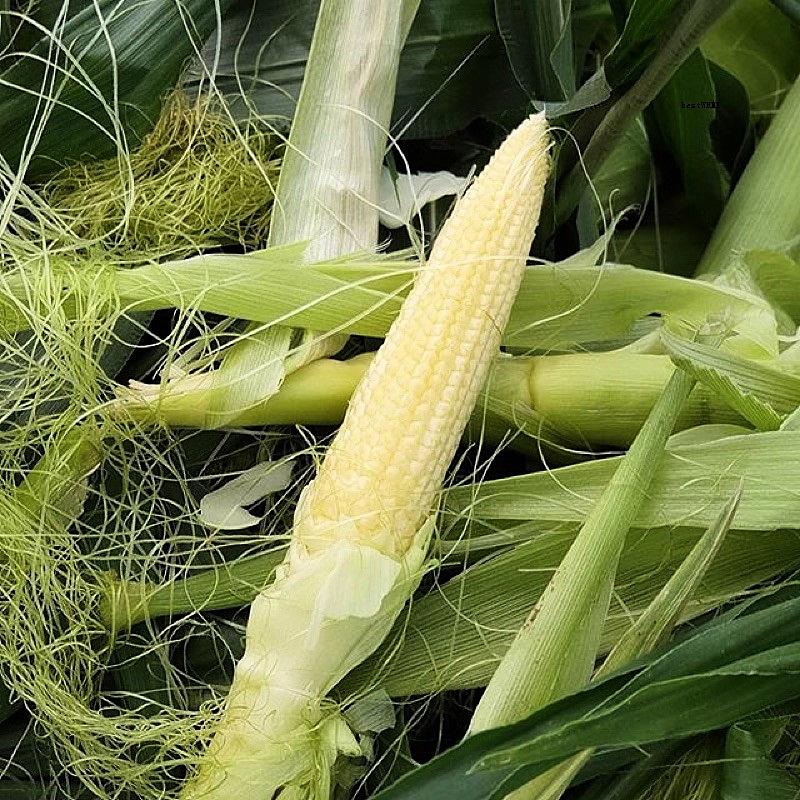 Hạt giống bắp non BABY CORN 444 gói 10gr