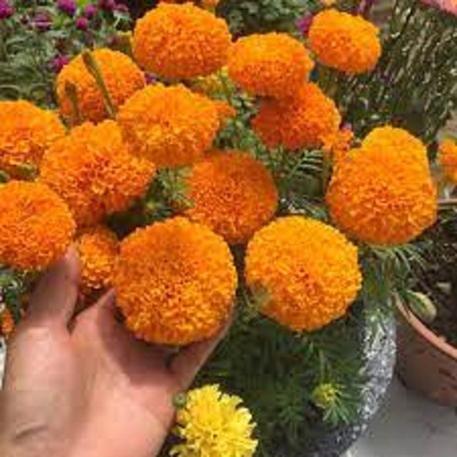 Hạt giống hoa Vạn Thọ cam đỏ lùn-gói 30 hạt