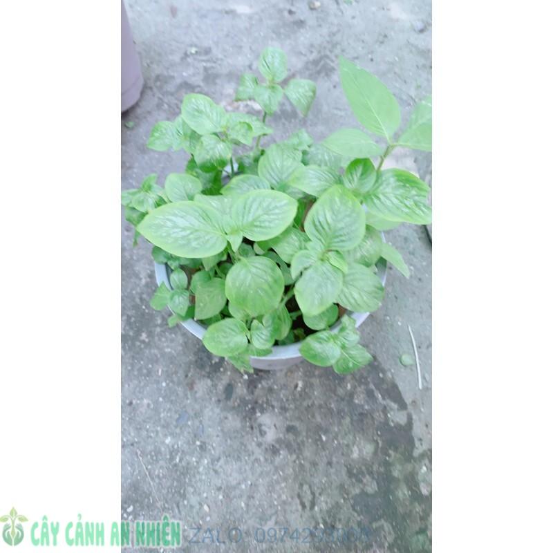 Cây Lá Cầm Nấu Xôi