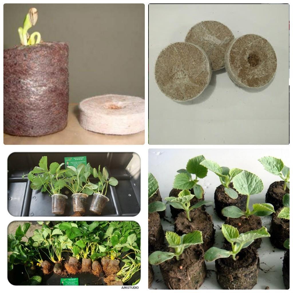 Viên nén ươm hạt sơ dừa dùng cho hạt giống tốt