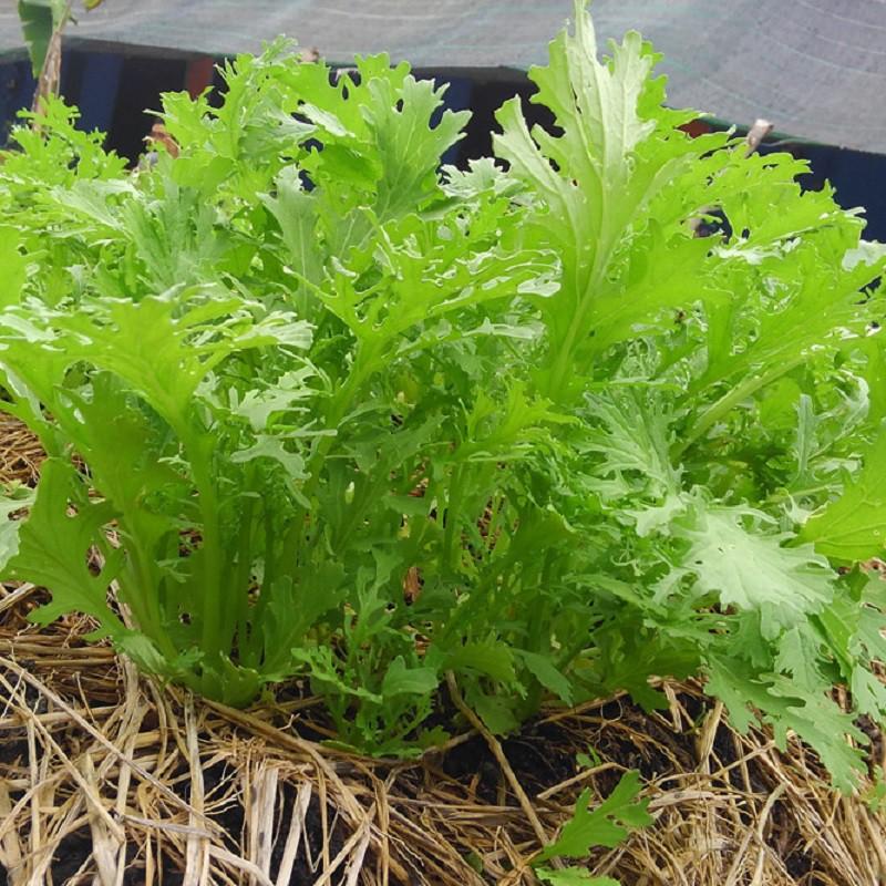 Hạt Giống Cải Bẹ Xanh Ngọt Đuôi Phụng Phú Nông