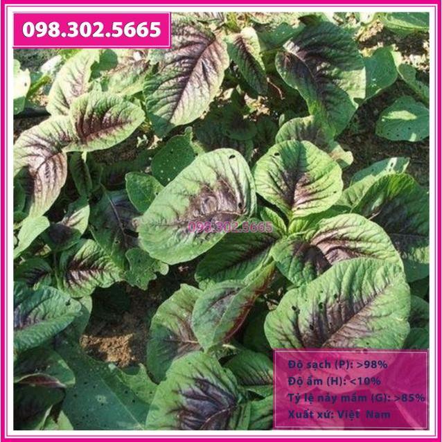 Gói 50gr hạt giống rau dền khoang cao sản