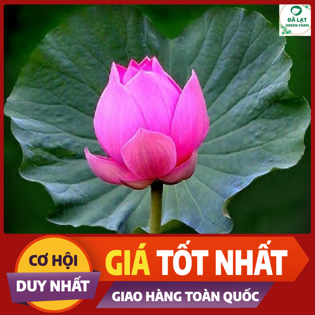 Hạt giống Hoa Sen Ta (Sen hồng Việt Nam)_15 Hạt