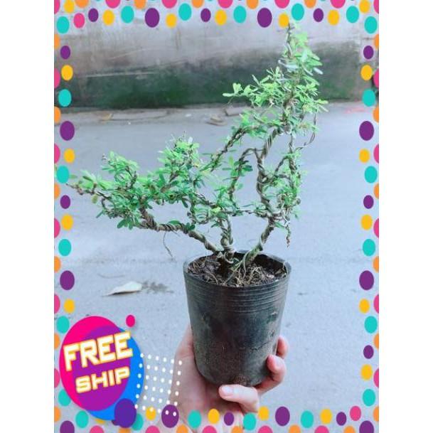 Cây Linh Sam Bonsai