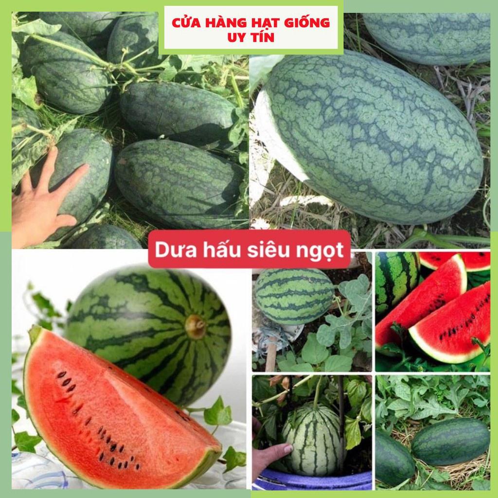 Hạt giống dưa hấu siêu ngọt