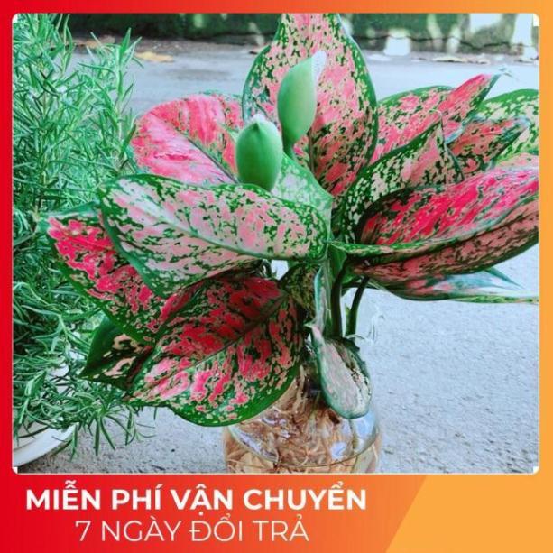 Chậu Vạn Lộc Trồng Thuỷ Sinh Hàng Đẹp