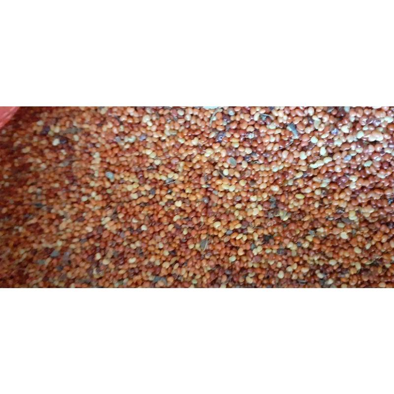 500 gram hạt muồng vàng nhỏ