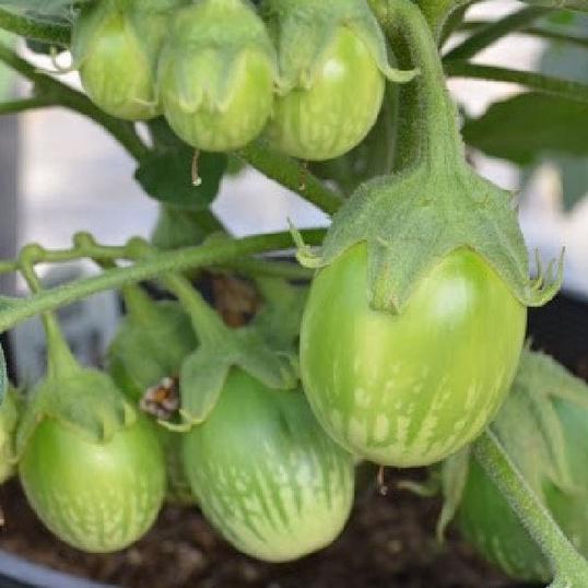 Combo 2 gói hạt giống cà trứng mã lai -gói 1gram