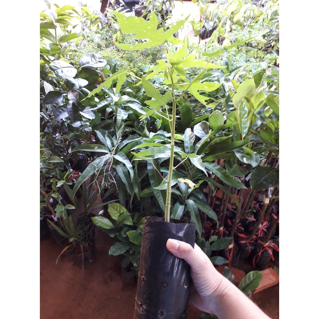 CÂY GIỐNG ĐU ĐỦ ruột đỏ LÙN TRỒNG CHẬU .