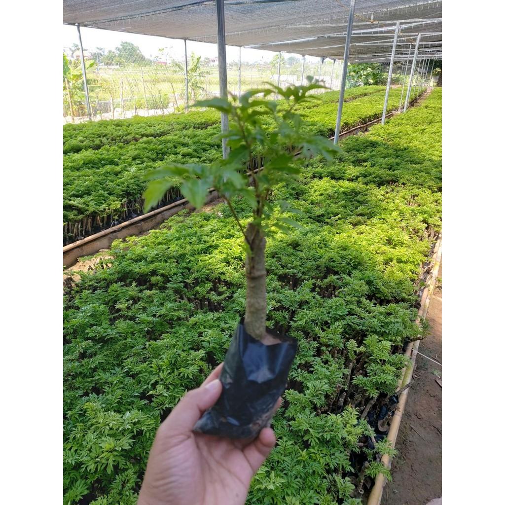 COMBO 10 CÂY ĐINH LĂNG GIỐNG. .