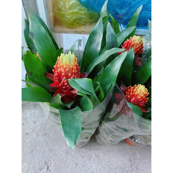 Cây Phong Lộc Hoa