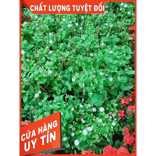 Hoa Nhài Thơm