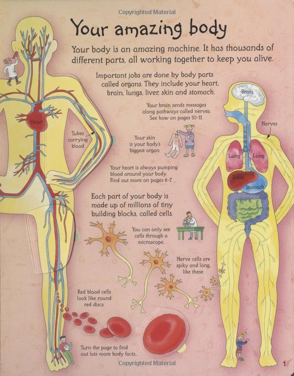 Sách Tương Tác Tiếng Anh - Usborne See Inside Your Body