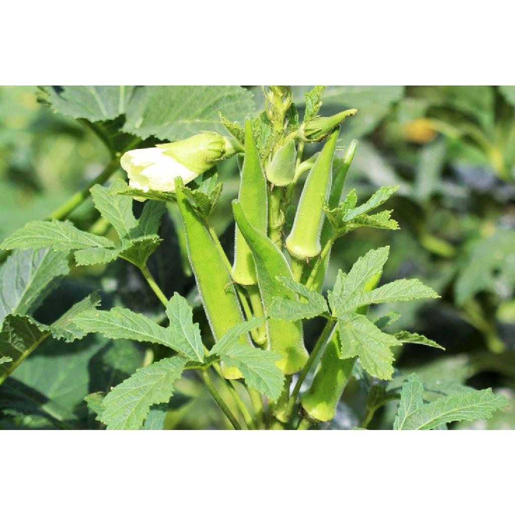 Hạt giống đậu bắp xanh
