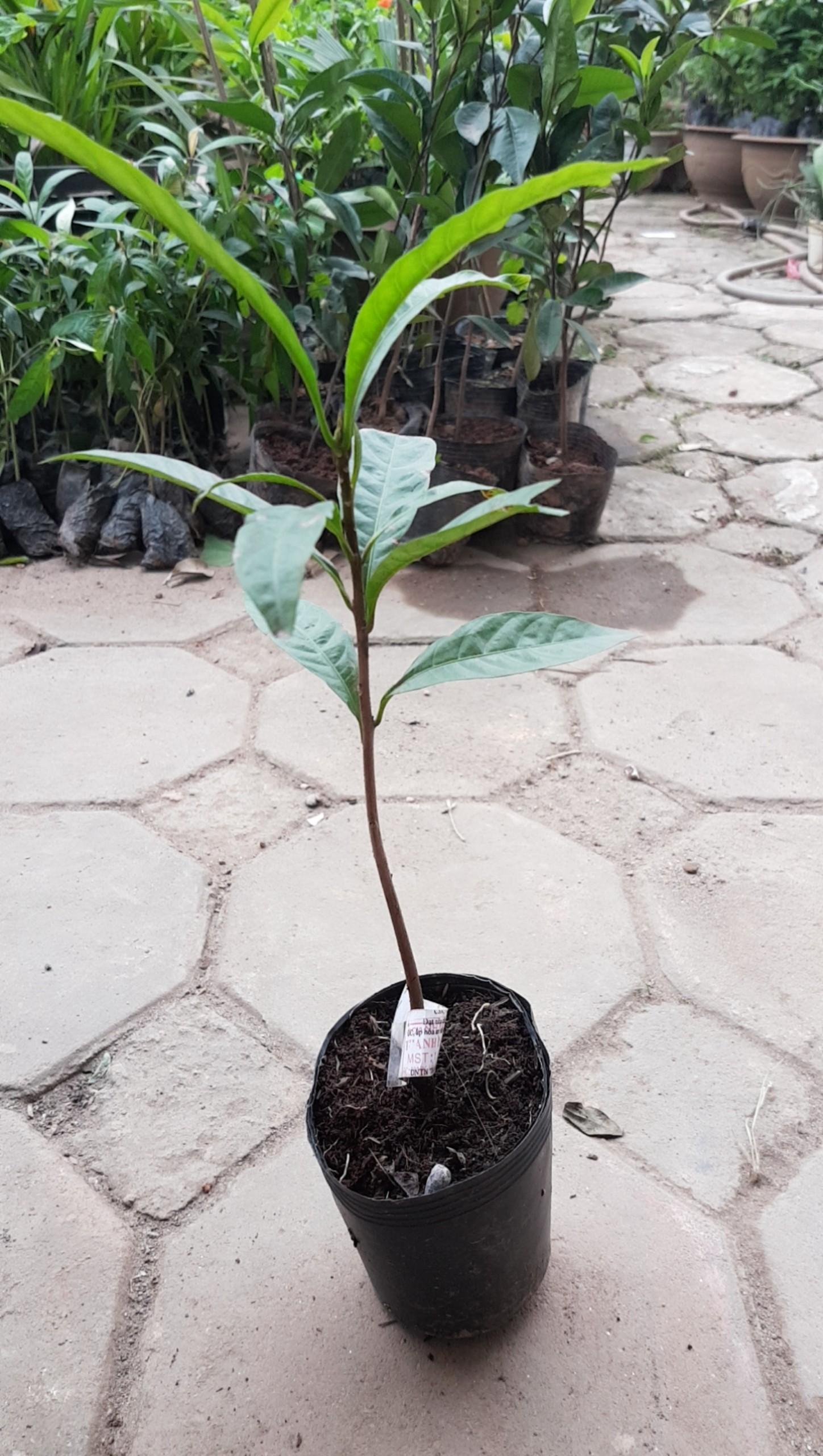 CHUẨN Cây trứng gà chuẩn xịn - Cây trong bầu hàng có sẵn