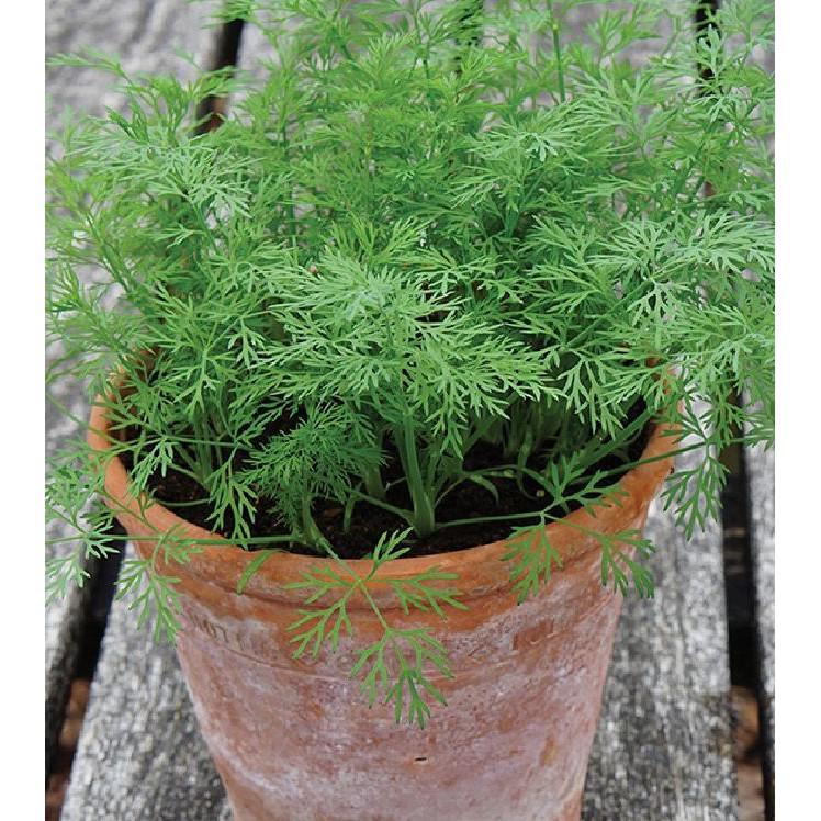 Hạt giống rau thì là 4 mùa cao sản - 20gr/gói