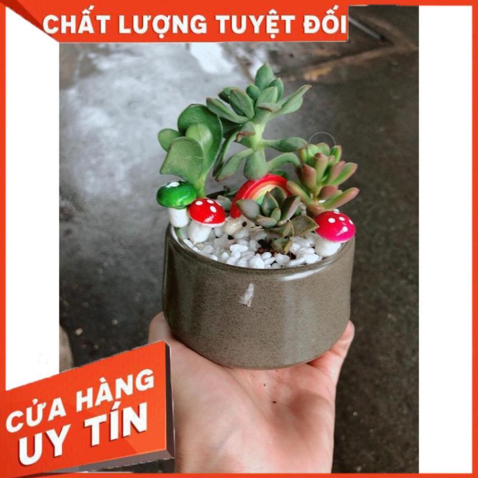 Chậu tiểu cảnh sen đá 4