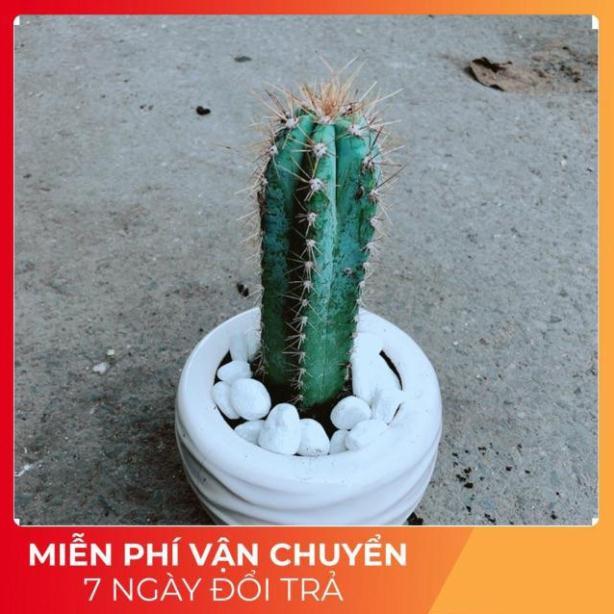 Chậu Xương Rồng Trụ