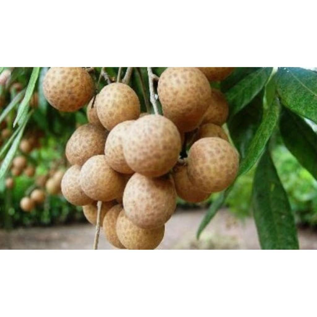 CÂY GIỐNG NHÃN LỒNG
