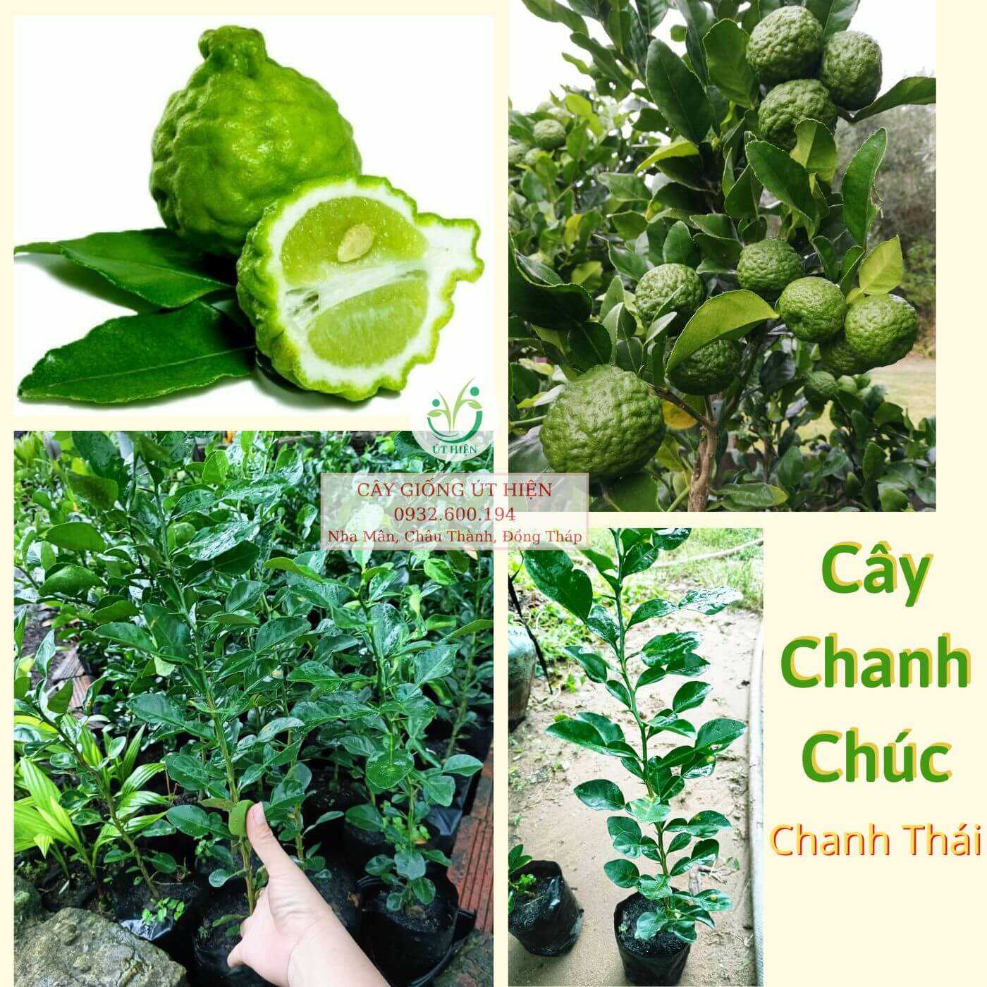 Cây Chanh chúc Thái lan cây đẹp.