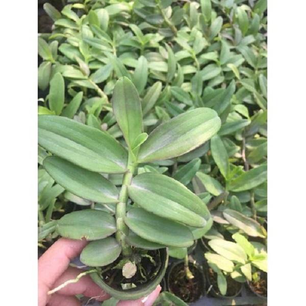 Phi điệp 5 cánh trắng BẢO DUY, phi điệp đột biến Bảo Duy, hàng gieo hạt tách ki mẹ