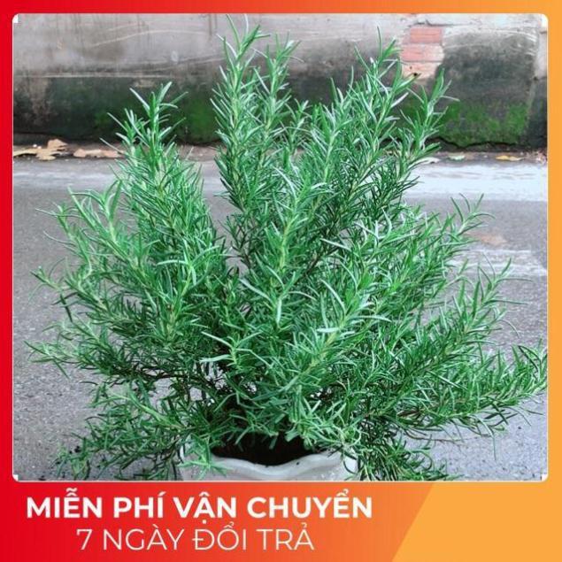 Chậu Hương Thảo Lớn