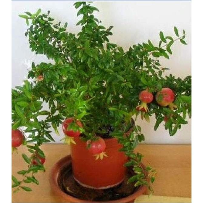 Hạt Giống Cây Lựu Bonsai CT379 - Gói 5 hạt