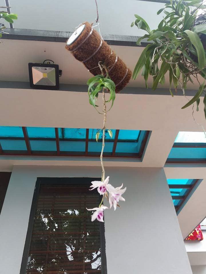 Thảm xơ dừa ép kích thước 50x50cm trồng lan, ươm cây