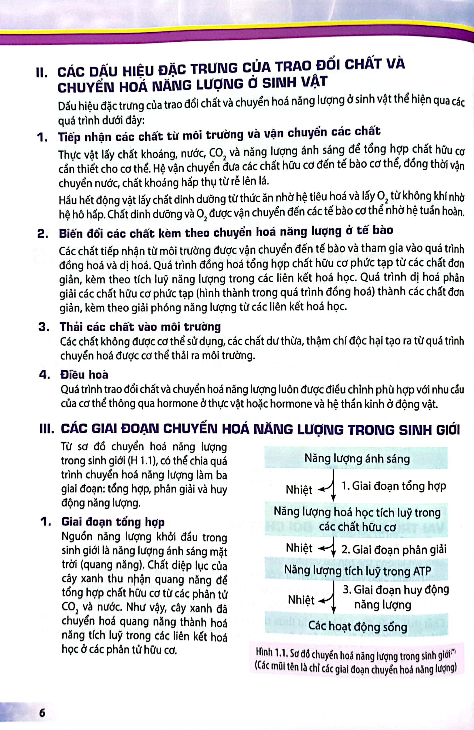 Sinh Học 11 (Kết Nối Tri Thức) (2023)