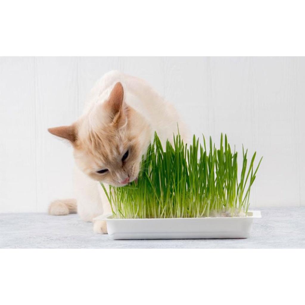 Bộ kit trồng cỏ mèo hạt lúa mạch