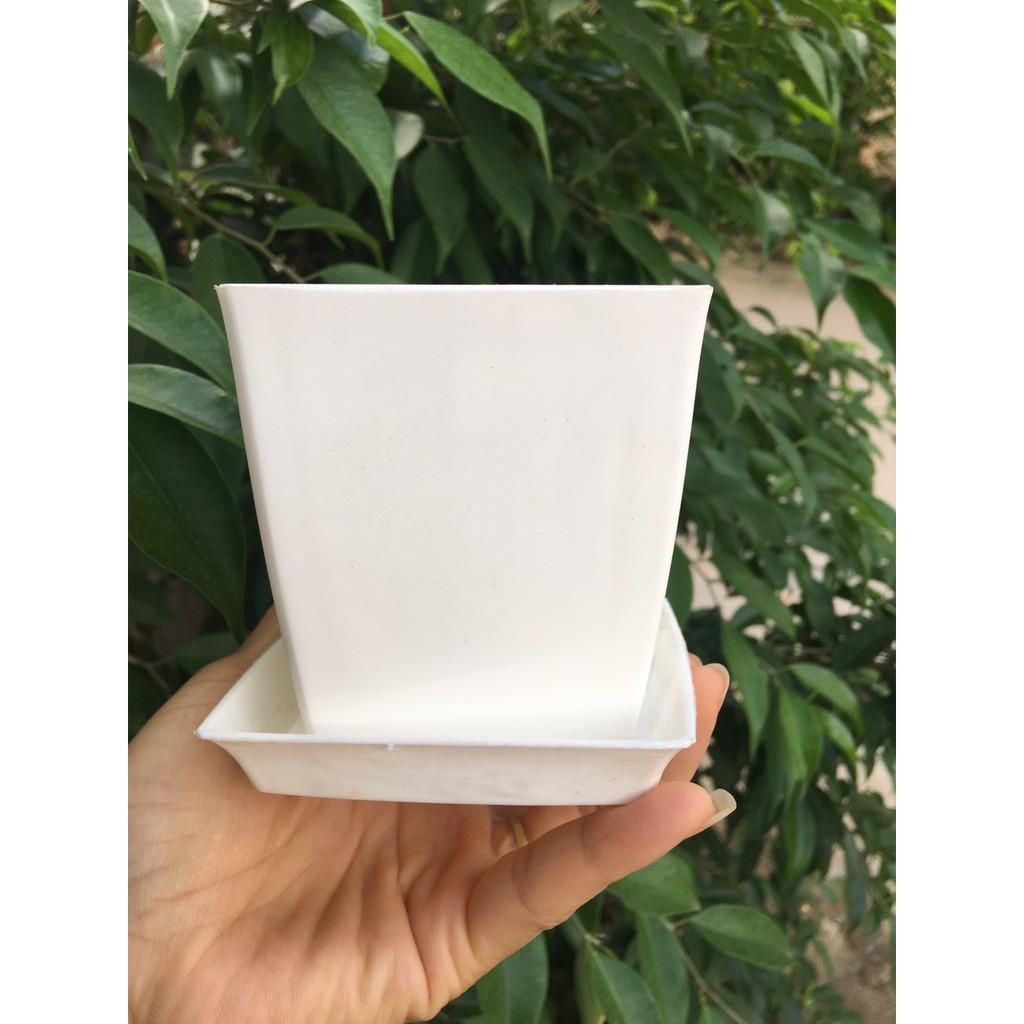 Set chậu và đĩa lót dáng vuông nhỏ KT 9x9x6,5cm