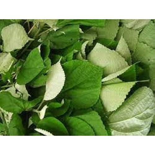 500gr lá gai tươi sạch làm bánh, nhiều công dụng - cây nhà trồng