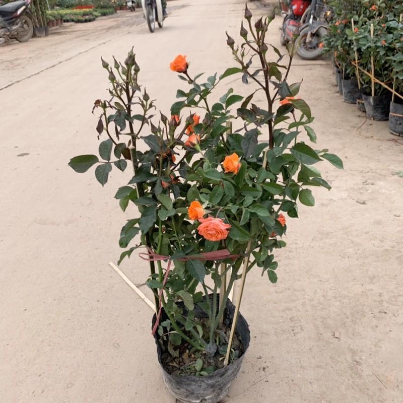 Cây hoa hồng tỉ muội cao 50cm, cây siêu hoa và nở quanh năm, cây hoa cảnh trồng trang trí ban công, sân vườn