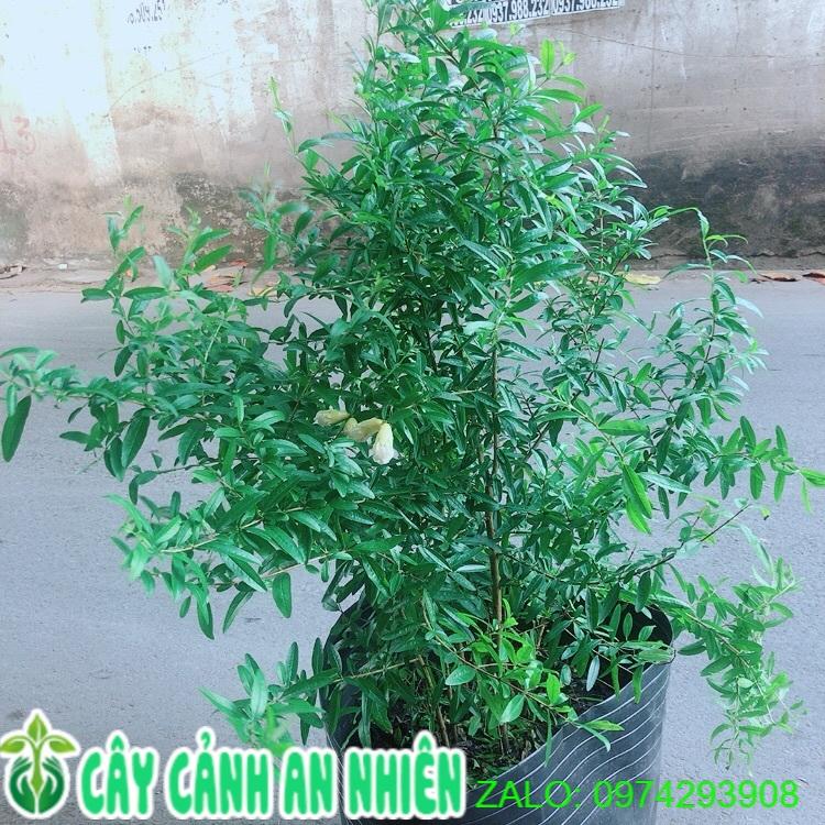 Lựu Thái Cho Trái To