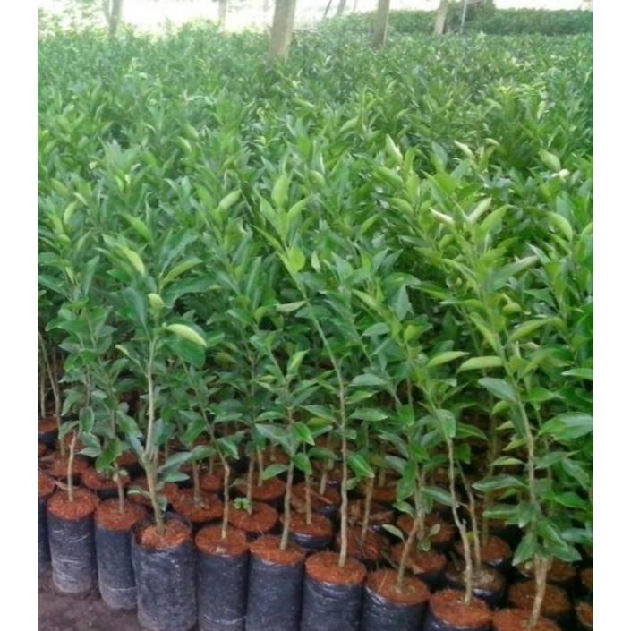 CÂY GIỐNG QUÝT THÁI GHÉP