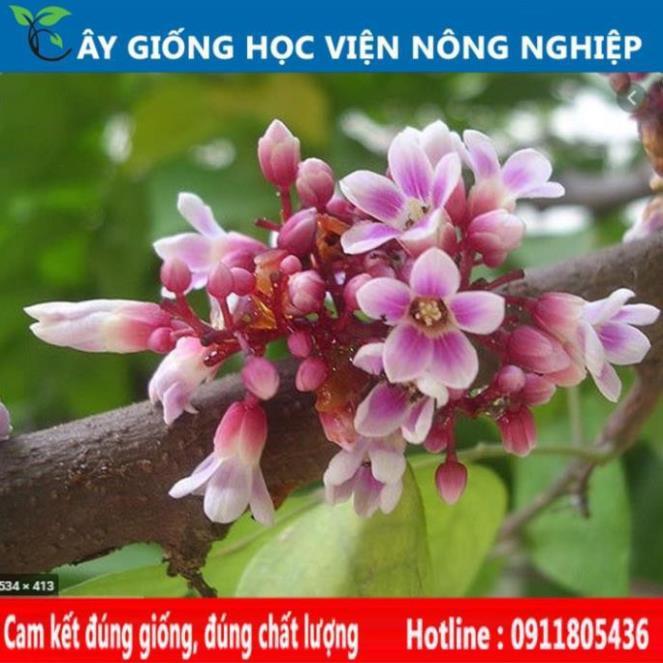 Sản phẩm Cây Ăn Trái cây giống khế chua cây giống của viện nghiên cứu học viện nông nghiệp