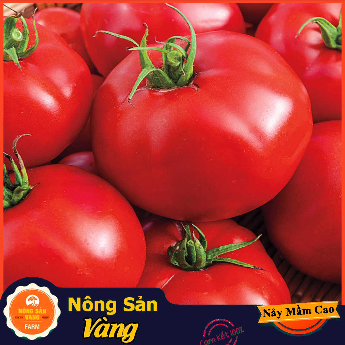 Hạt giống Cà Chua Đỏ Quả To F1 - Nông Sản Vàng