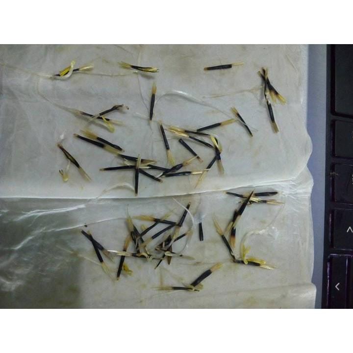Cúc Vạn thọ Pháp