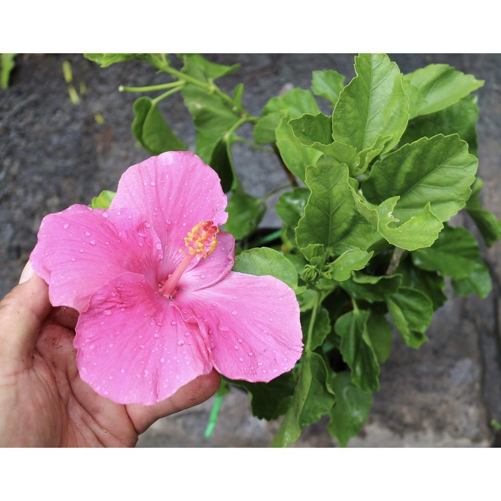 Chậu bông bụt hoa màu hồng