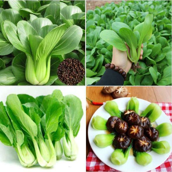 Combo 2 gói hạt giống rau cải chíp xanh F1