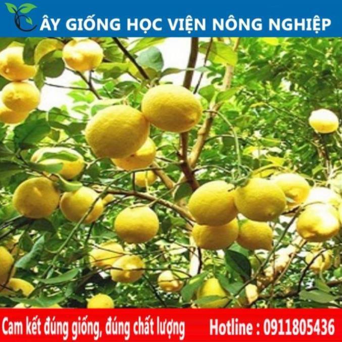 Sản phẩm Cây Ăn Trái giống chanh ngọt