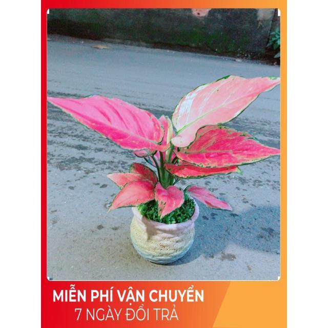 Chậu Vạn Lộc Hồng
