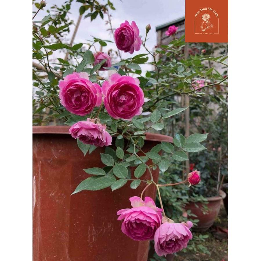 Hoa hồng ngoại Aunt Margy’s Sự quyến rũ ngọt ngào từ nước mỹ