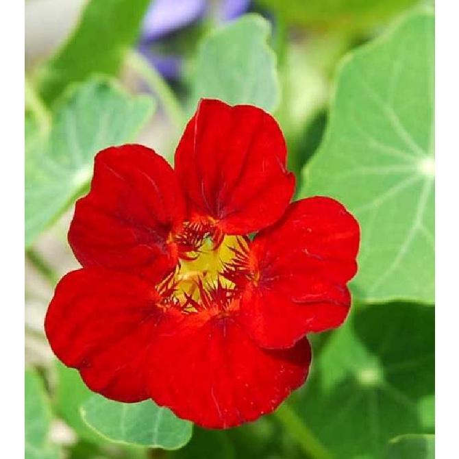 Hạt giống hoa sen cạn rũ mix màu-gói 15 hạt/tặng kèm gói kích mầm