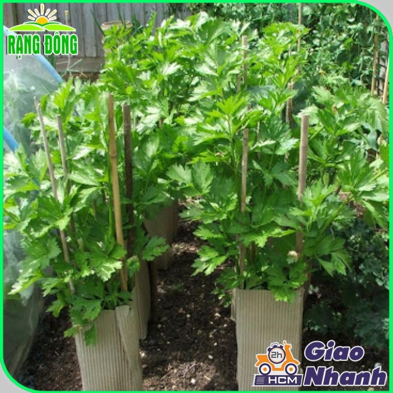 Hạt giống Cần Tây Thera (5g~7000 hạt) chiệu nhiệt tốt, nảy mầm đồng đều, năng suất cao - Hạt giống Rạng Đông