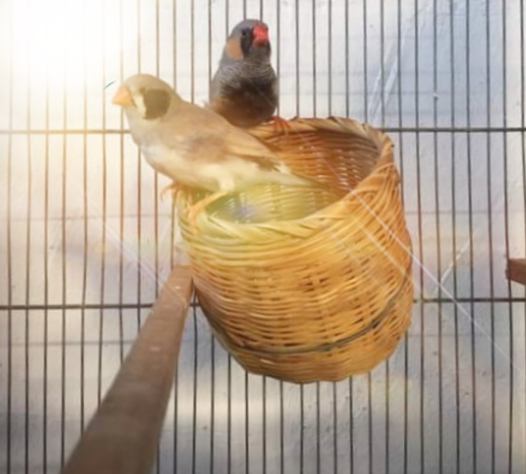 1 tổ đẻ bằng tre dành cho các dòng chim nhỏ như manh manh, finch, sắc nhật