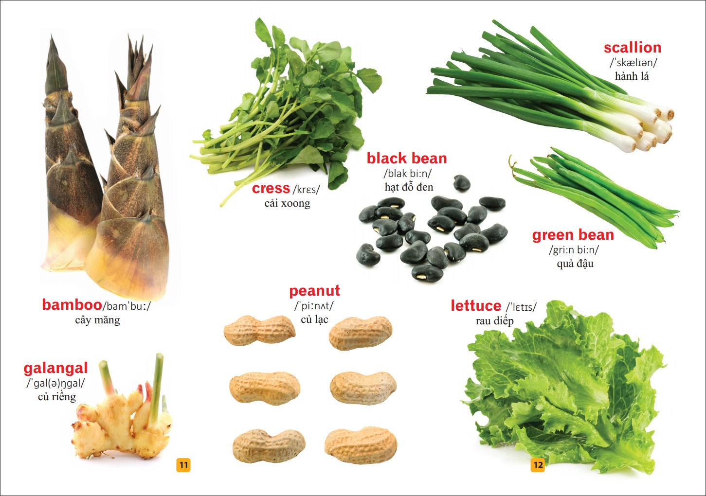 Sách: Từ Điển Tranh Về Rau - Củ - Quả - Hoa B55
