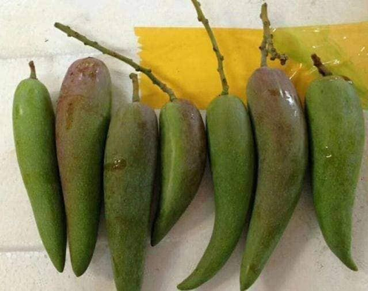 Cây giống xoài ớt tí hon
