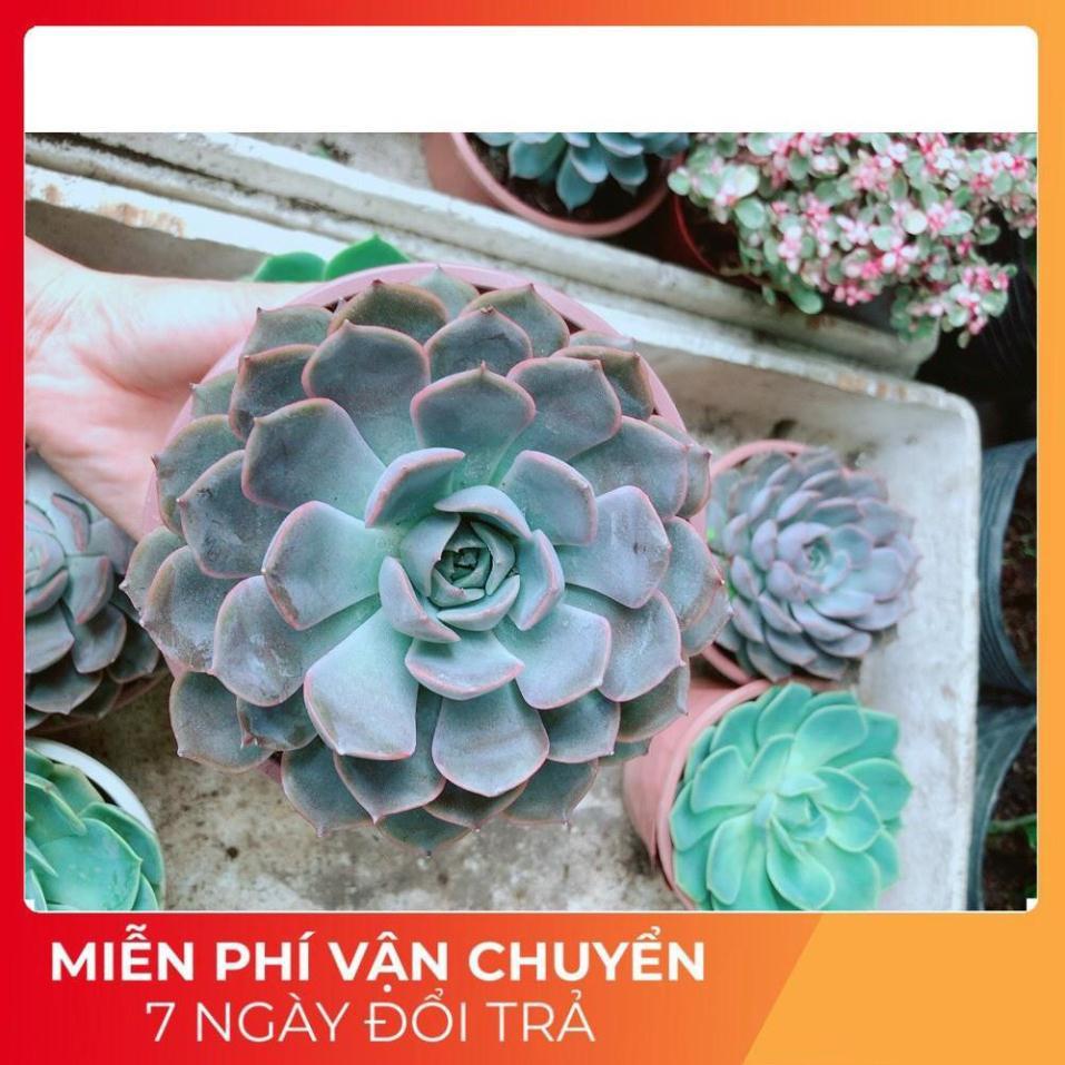 Sen Đá Tím Cánh Cứng Size Đại