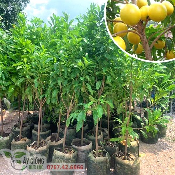 CÂY GIỐNG VÚ SỮA HOÀNG KIM ĐÃ TRƯỞNG THÀNH .